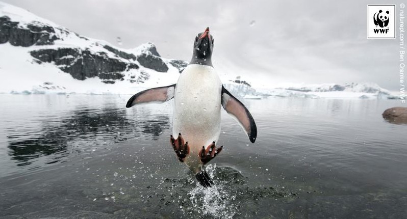 Ziua Pinguinilor